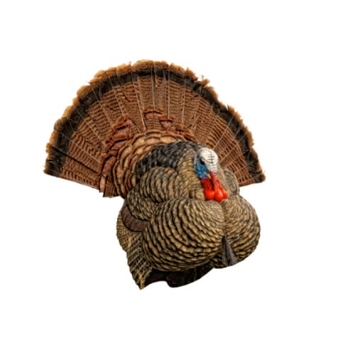 AVIAN-X LCD Stutter Turkey Decoy for sale at KYGUNCO.